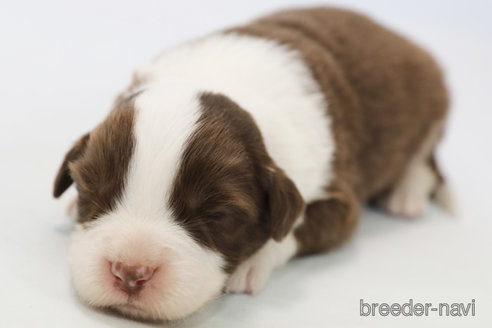 成約済の神奈川県のボーダーコリー-359950の8枚目